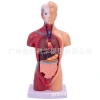 Teaching medicine: Internal organs, cardiac system structure, trunk, human anatomy model, educational, detachable Item Picture
